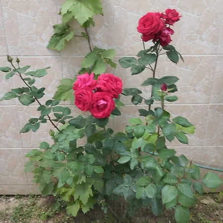 Irina Lejlighed Agios Nikolaos (Chalkidiki)